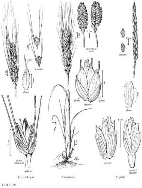 Diferencias entre triticum aestivum y triticum durum