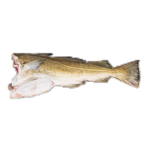 Bacalao Skrei fresco de Noruega
