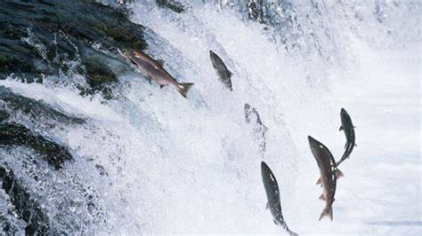 Salmón migrando río arriba