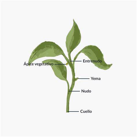 Diagrama de las partes de la coliflor: tallo, hojas y pella (floretes)