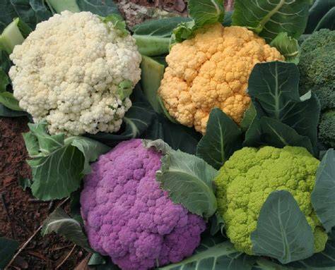 Imágenes de diferentes variedades de coliflor (blanca, morada, naranja, romanesco)