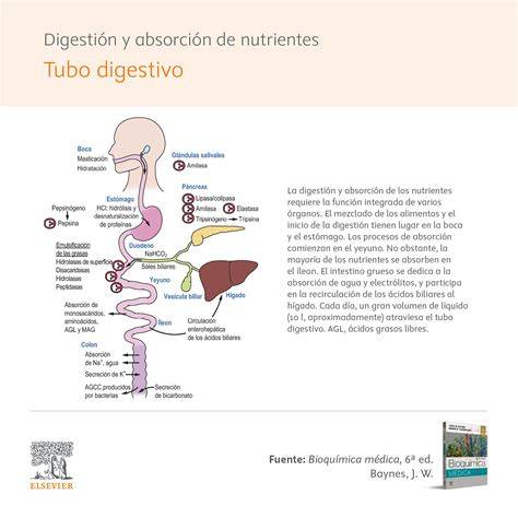 Esquema de la digestión de las legumbres y la formación de gases