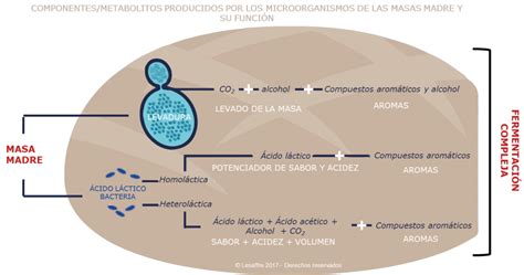 Proceso de fermentación de la levadura