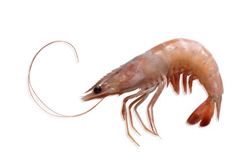 detalle de un trozo de bonito jugoso y un langostino en el caldo del marmitako