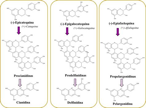 Moléculas de proantocianidinas oligoméricas (OPC)