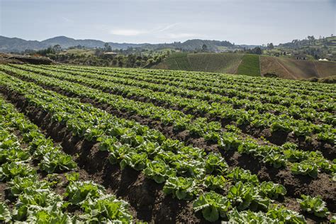 Campos de cultivo de hortalizas en el valle del Ebro cerca de Calahorra