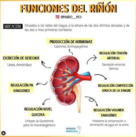 Esquema de las funciones de un riñón sano