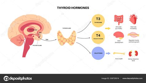 Esquema de la glándula tiroides y sus hormonas