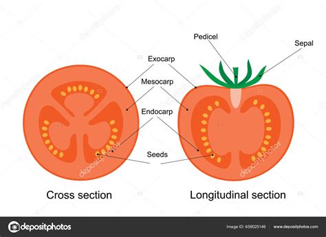 Corte transversal de un tomate Raf mostrando su pulpa y semillas