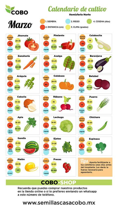 Calendario de siembra y cosecha de tomates