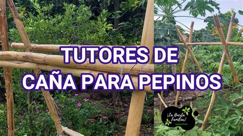 plantas de tomate raf con tutores de caña en un huerto