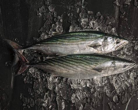Bonito fresco de temporada
