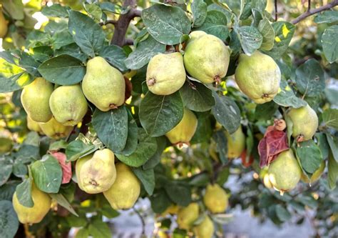Membrillos maduros en un membrillero durante el otoño