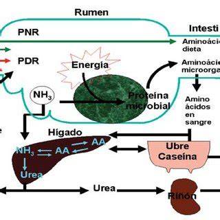 Esquema de las interacciones nutricionales en el rumen