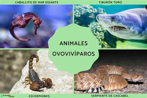 Ejemplos de animales con diprosopus