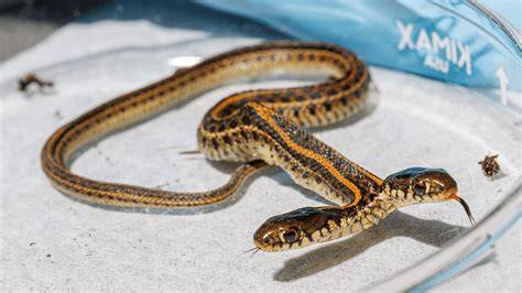 Serpiente bicéfala