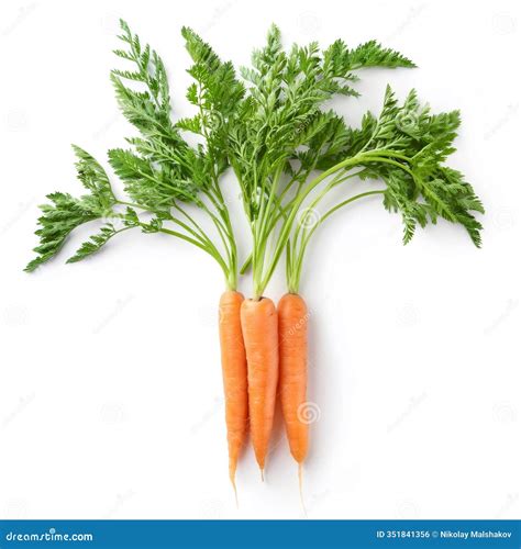 Zanahorias frescas listas para la preparación