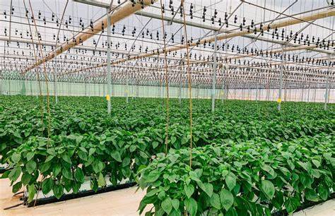 campo de cultivo de fabes asturianas con sistema de entutorado
