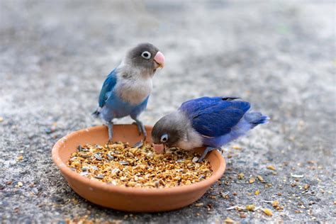 Agapornis comiendo de un comedero