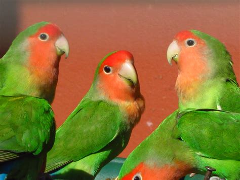 agapornis de colores variados comiendo de un comedero nutritivo