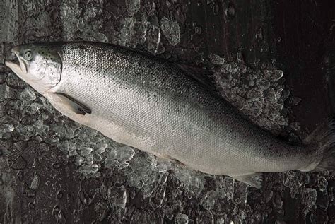Salmón fresco y sus beneficios nutricionales para la salud
