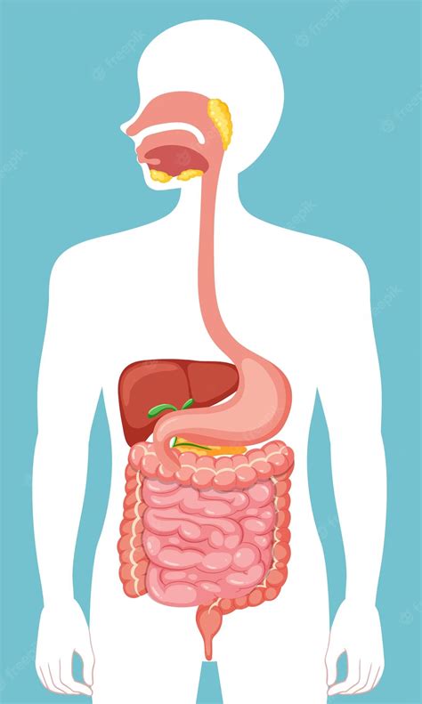Sistema digestivo humano