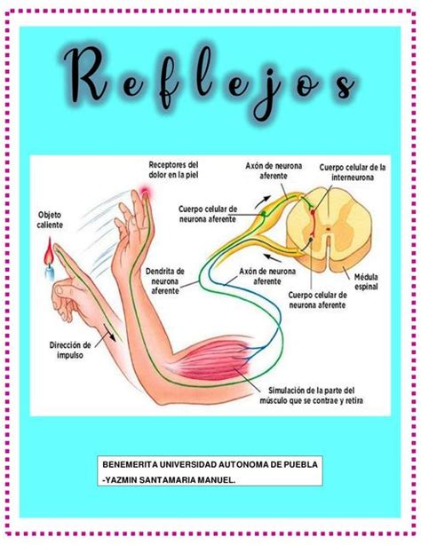 Diagrama del reflejo gastrocólico