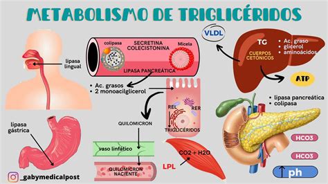 Esquema de las partículas de triglicéridos en el torrente sanguíneo
