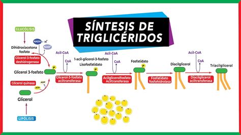 Diagrama del metabolismo de los azúcares y su conversión en triglicéridos en el hígado
