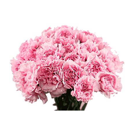Ramo de claveles preservados rosa pastel