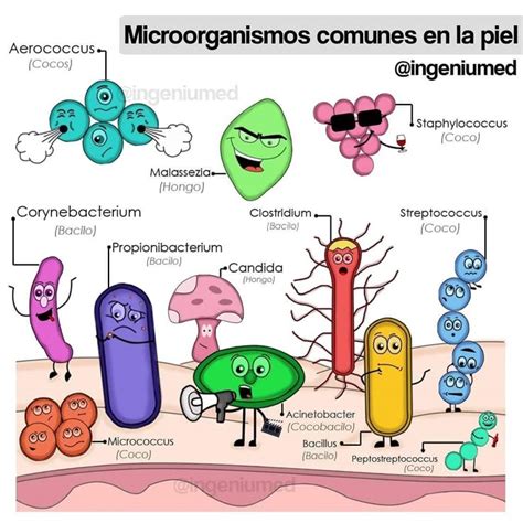 Microorganismos comunes en la producción de queso
