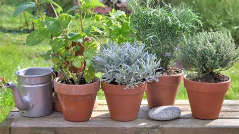 Macetas con plantas aromáticas en un balcón