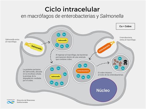 Ciclo de infección de Salmonella
