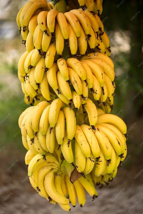 Racimo de plátanos maduros