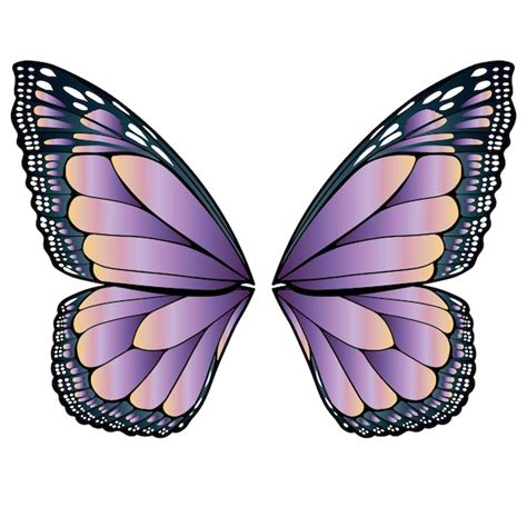 Ilustración detallada de las alas de la mariposa rosa carmesí macho