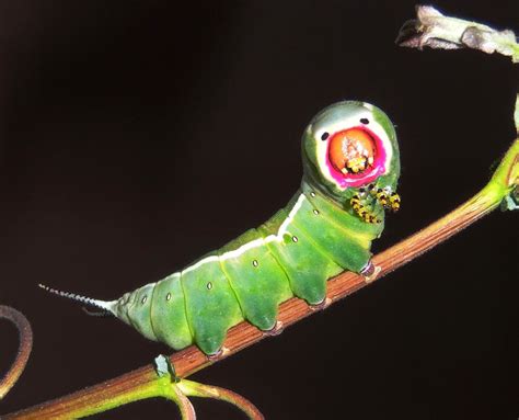 Fotografía de una oruga de mariposa rosa carmesí
