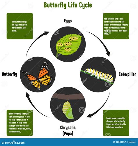 Diagrama del ciclo de vida de la mariposa rosa carmesí
