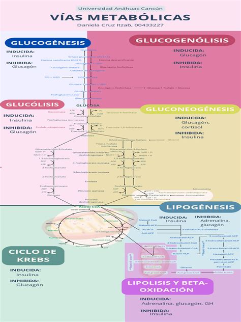 Esquema de las vías metabólicas de la fermentación