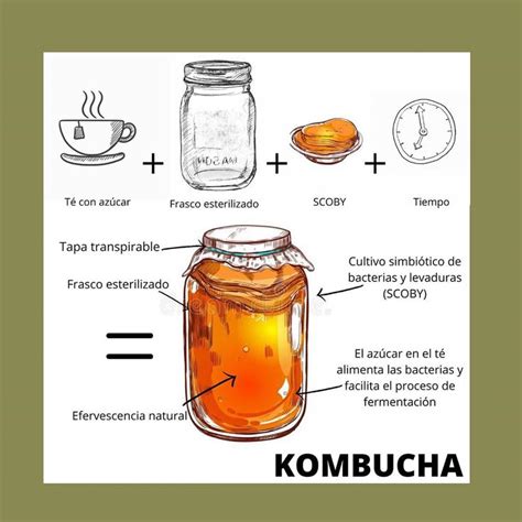 Esquema del proceso de fermentación de la kombucha
