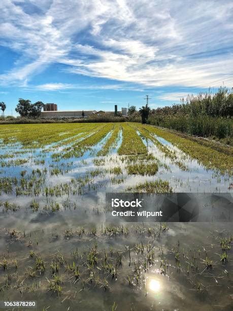 Campos de arroz en El Palmar, Valencia