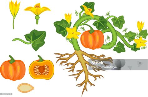 Ilustración de la estructura de la planta de calabaza con flores masculinas y femeninas