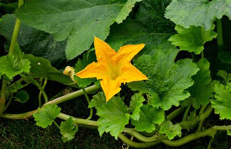 Mano cortando una flor de calabaza de la planta