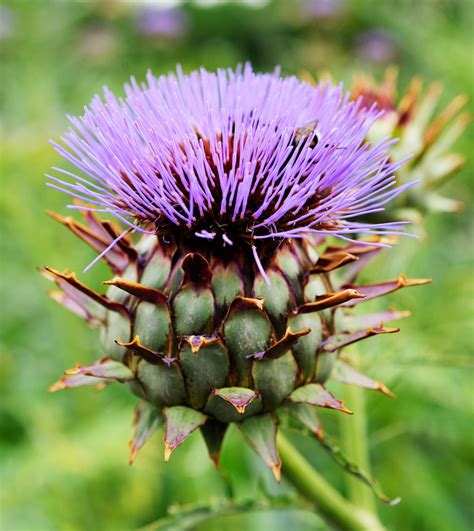 Planta de alcachofa con flores