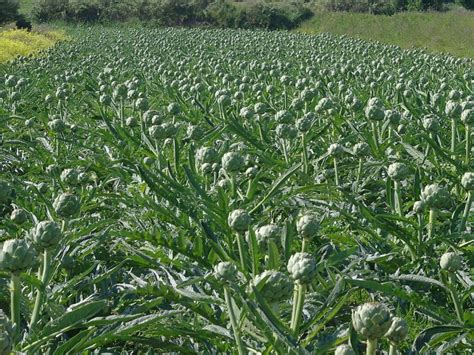 Esquema de plantación de alcachofas en línea