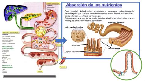 Esquema de absorción de nutrientes en el intestino