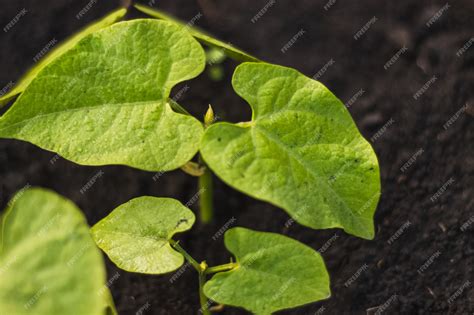 Planta de alubia con tutores