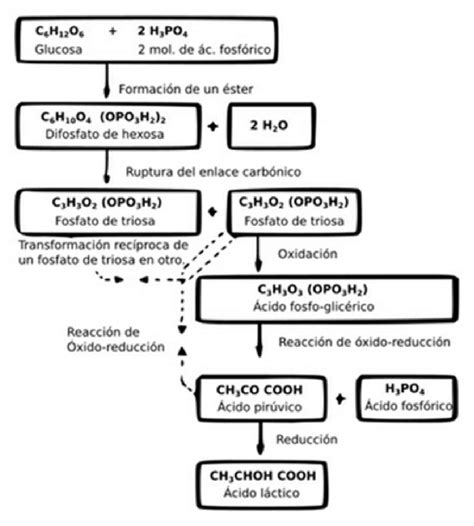 Esquema del proceso de fermentación de la leche a yogur