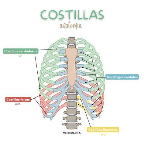 Esquema de la anatomía de las costillas humanas