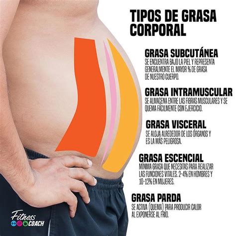 Esquema de grasa abdominal y sus riesgos