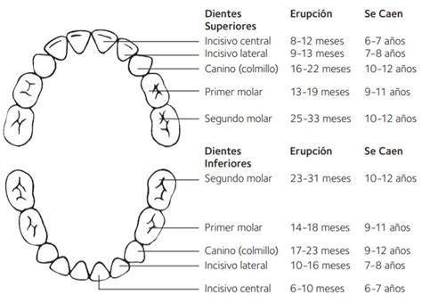 Esquema de la dentición infantil y recambio de dientes